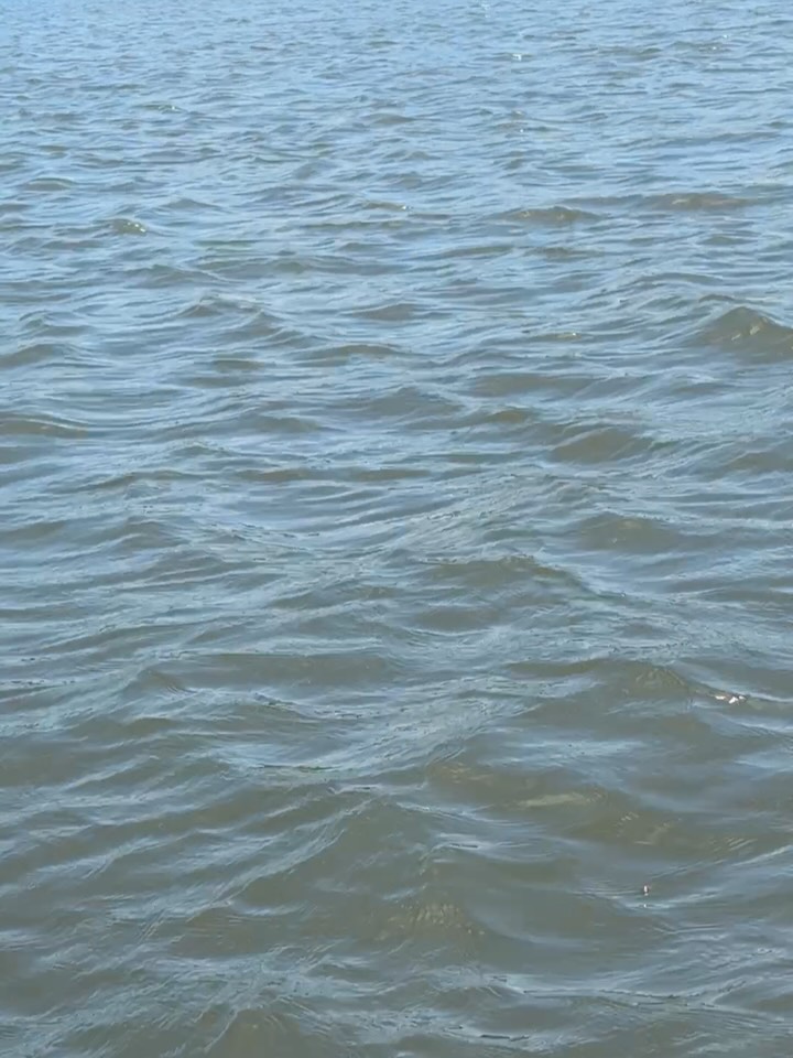 In the first video, at 11 and 19 seconds you see two dolphins together.  It is a mama and her baby - the baby is only about 3 ft long! 

#lovewhereyoulive #jetskilife #islandlife